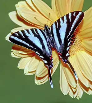 Swallowtails: Zebra Swallowtail Butterfly