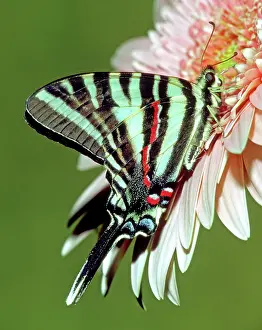 Swallowtails: Zebra Swallowtail Butterfly