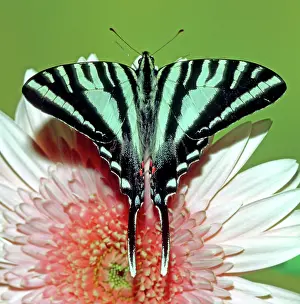 Swallowtails: Zebra Swallowtail Butterfly