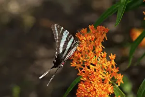Swallowtails: Zebra Swallowtail Butterfly