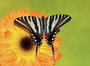 Antennae: Zebra Swallowtail Butterfly
