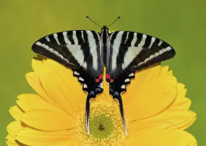 Antennae: Zebra Swallowtail Butterfly