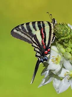 Antennae: Zebra Swallowtail Butterfly