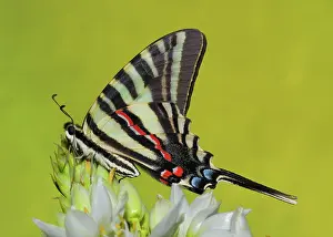 Antennae: Zebra Swallowtail Butterfly