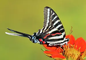 Swallowtail: Zebra Swallowtail Butterfly