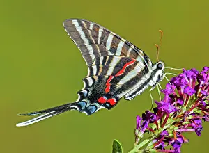 Stripes: Zebra Swallowtail Butterfly