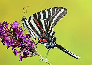 Stripes: Zebra Swallowtail Butterfly