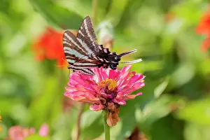 Swallowtail: Zebra Swallowtail (Protographium marcellus) on Zinnia