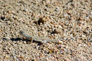 Phrynosomatidae: Zebra-tailed lizard