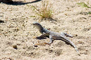 Phrynosomatidae: Zebra-tailed lizard