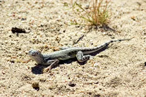 Phrynosomatidae: Zebra-tailed lizard