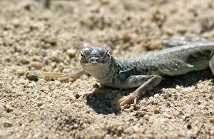 Phrynosomatidae: Zebra-tailed lizard