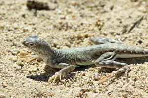 Phrynosomatidae: Zebra-tailed lizard