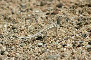 Phrynosomatidae: Zebra-tailed lizard