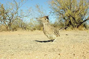 Draconoides: Zebra-Tailed Lizard