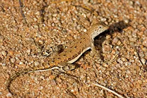 Draconoides: Zebra-tailed Lizard