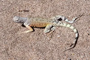 Phrynosomatidae: Zebra-tailed Lizard