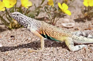 Phrynosomatidae: Zebra-tailed Lizard