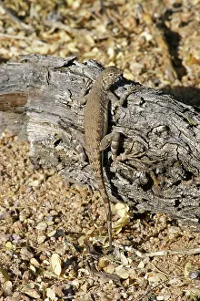 Phrynosomatidae: Zebra-tailed Lizard (Callisaurus draconoides)