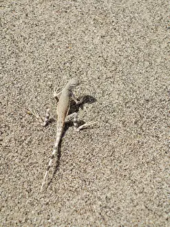 Draconoides: Zebra-tailed Lizard - in the Salt Creek area in
