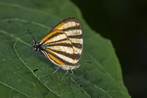 Maria: Zebra Teaser butterfly (Arawacus separata) Santa
