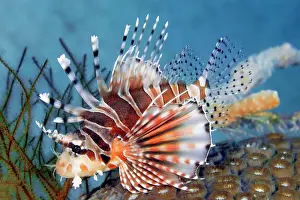 Dendrochirus: Zebra turkeyfish (Dendrochirus zebra), Pacific Ocean
