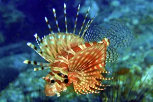 Dendrochirus: Zebra turkeyfish (Dendrochirus zebra), Andaman Sea