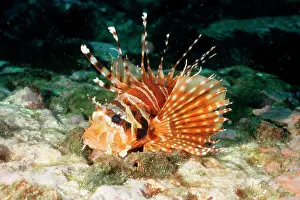 Dendrochirus: Zebra turkeyfish or lionfish, showing the venomous spines
