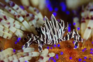 Asthenosoma: Zebra Urchin Crab on Fire Urchin (Asthenosoma varium)