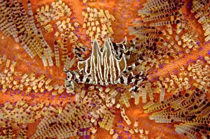 Wainilu: Zebra Urchin Crab on Fire Urchin (Asthenosoma varium)