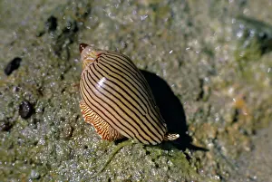 Lineata: ZEBRA VOLUTE SHELL