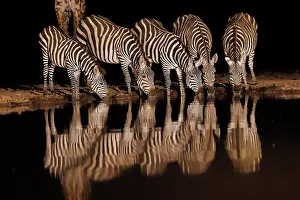 Mare: ZEbra at the waterhole
