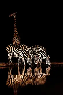 Mare: ZEbra at the waterhole