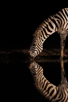 Mare: ZEbra at the waterhole