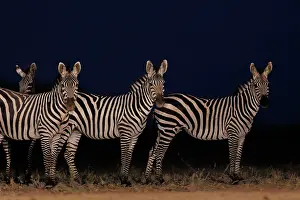 Mare: ZEbra at the waterhole