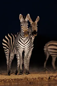 Mare: ZEbra at the waterhole
