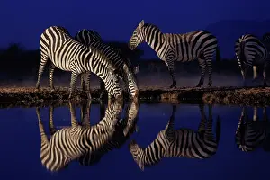 Mare: ZEbra at the waterhole