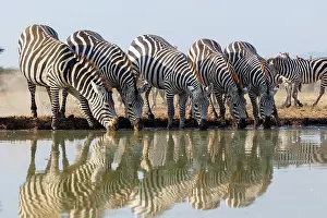 Mare: ZEbra at the waterhole