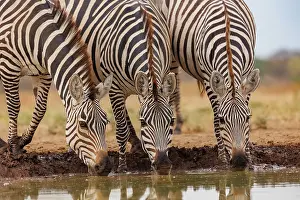 Mare: ZEbra at the waterhole