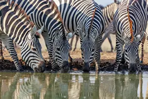Mare: ZEbra at the waterhole