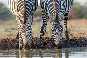 Mare: ZEbra at the waterhole
