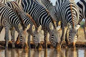 Mare: ZEbra at the waterhole