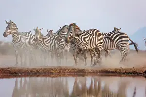 Mare: ZEbra at the waterhole
