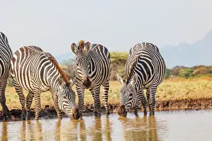 Mare: ZEbra at the waterhole