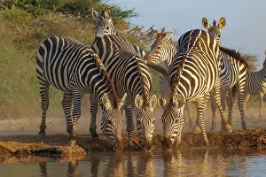 Mare: ZEbra at the waterhole