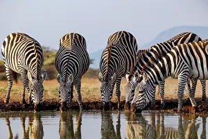 Mare: ZEbra at the waterhole