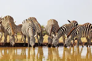 Mare: ZEbra at the waterhole
