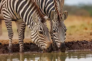 Mare: ZEbra at the waterhole