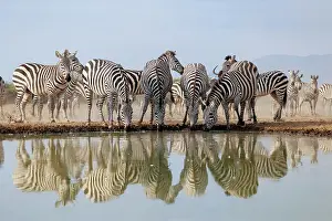 Mare: ZEbra at the waterhole
