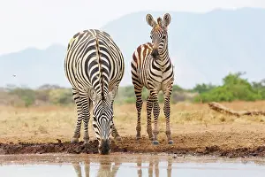 Mare: ZEbra at the waterhole